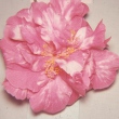 Lady Velma Variegated